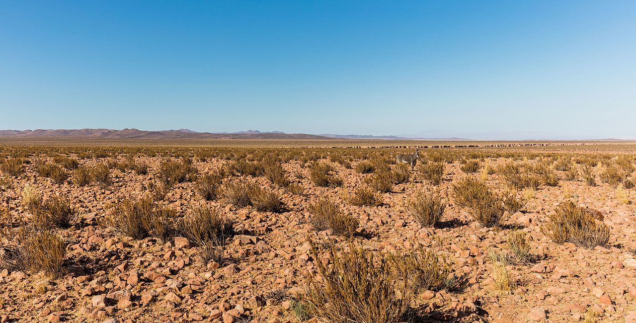 Feral donkey in the Atacama desert By Diego Delso